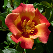 Роза миниатюрная 