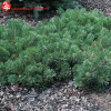 Сосна горная (Pinus mugo) Краускопф 25-30 С5 ГШт/25