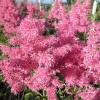Астильба японская (Astilbe japonica) Рейнланд С2-3 РЛ/25