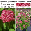 Гортензия древовидная (Hydrangea arborescens) Кандибель Сорбет С3 СП/26