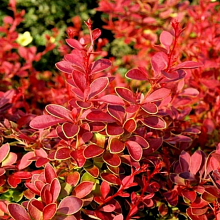 Основное изображение товара