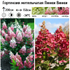 Гортензия метельчатая (Hydrangea paniculata) Пинки Винки  С2 СП/25
