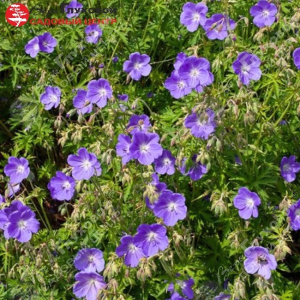 Герань гималайская на фото