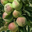 Яблоня колоновидная 