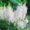 Астильба Арендса (Astilbe arendsii) Вайс Глория С2 РАх/25
