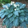 Хоста (Hosta) Блю Ангел С2 ГлХ/26