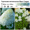 Гортензия метельчатая "Минт Спирит" на фото