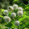 Цветоголовник западный (Cephalanthus occidentalis) 30-40 С3,6 БдН/24