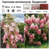 Гортензия метельчатая "Канделайт" на фото