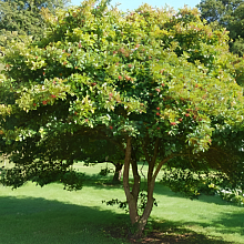 Клен остролистный (платанолистный) - Acer platanoides