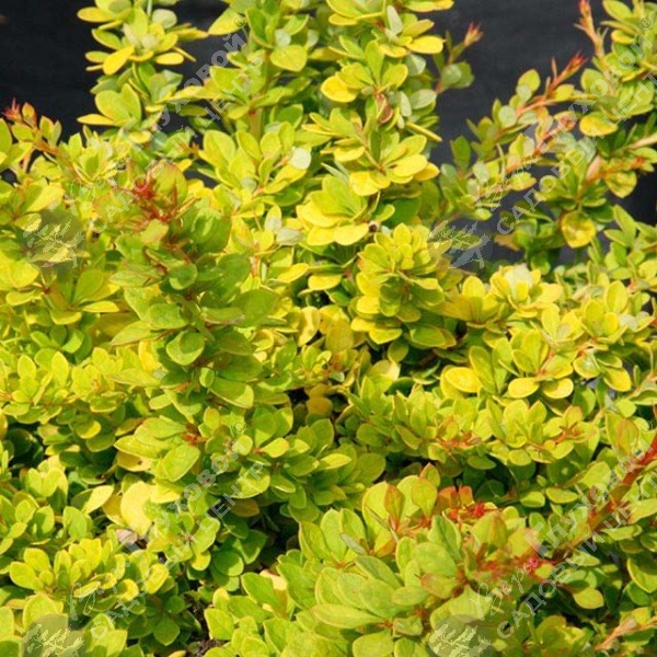 Барбарис Тунберга "Сенсейшен" на фото