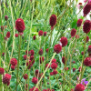 Кровохлебка лекарственная (Sangusorba officinalis) Танна С3 ГлХ/26