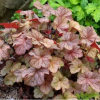 Гейхера гибридная (Heuchera x hybrida) Пино Грис С3 СП/24
