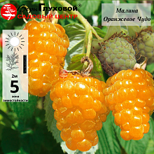 Малина Оранжевое чудо ремонтантная
