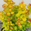 Барбарис Тунберга (Berberis thunbergii) Неон Голд С3 СП/24