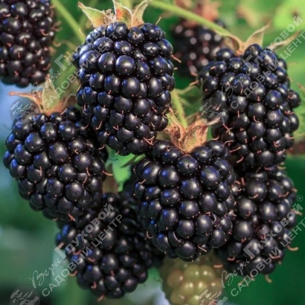 Ежевика "Блэк Сатин" на фото