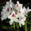 Рододендрон (Rhododendron) крупноцветковый 'P. M. A. Tigerstedt' 40-50 С15 ПЧ/26