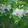 Вейгела цветущая (Weigela florida) Сноуфлейк С3 СП/23