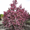 Яблоня (Malus) Элей 200-250 С35 РСав/26