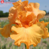 Ирис бородатый  высокий "Good Show" на фото