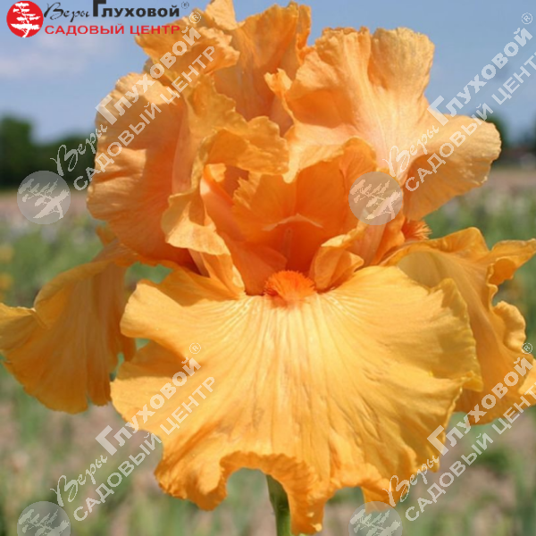 Ирис бородатый  высокий "Good Show" на фото