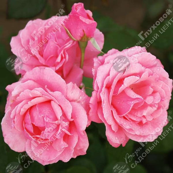 Роза штамбовая "Queen Elisabeth" на фото