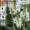 Физостегия виргинская (Physostegia virginiana) Кристал Пик Вайт С2-3 РАх/23