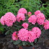 Рододендрон (Rhododendron) крупноцветковый 'Krolowa Bona' 30-40 С5 ПЧ/24