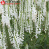 Вероника колосковая (Veronica spicata) Айсикл С3 ГлХ/26