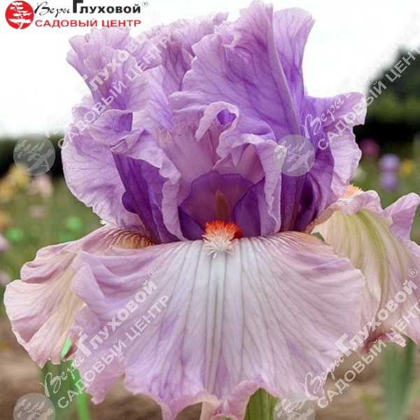 Ирис бородатый  высокий Modem Woman на фото