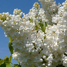 Основное изображение товара