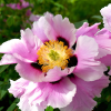 Пион древовидный (Paeonia suffruticosa) Yi Du Chun Qiu (Pink) С4 БдН/25