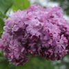 Сирень обыкновенная (Syringa vulgaris) Маршал Бирюзов С7,5 РКч/22