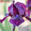 Ирис карликовый (Iris pumila) Черри Гарден С3 ГлХ/23