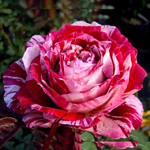 Основное изображение товара