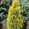 Туя западная (Thuja occidentalis) Янтарь  С3 ГлХ/23