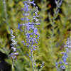 Перовския гибридная (Perovskia аtriplicifolia) Лейси Блю С3 ГлХ/25