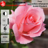 Роза чайно-гибридная 'Queen Elisabeth' С7 БНвС/24