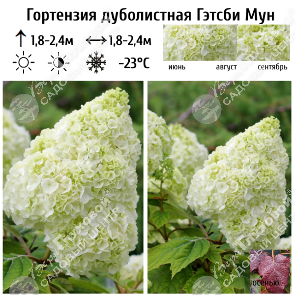 Гортензия дуболистная "Гэтсби Мун" на фото