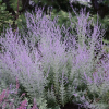 Перовския гибридная (Perovskia аtriplicifolia) Литтл Спайр С2 ГлХ/26