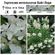 Гортензия метельчатая 