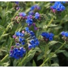 Медуница длиннолистная (Pulmonaria) "Бертрам Андерсон" на фото