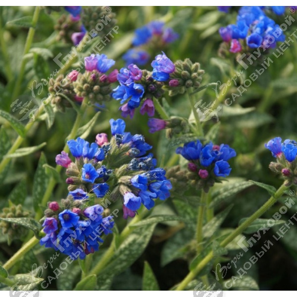 Медуница длиннолистная (Pulmonaria) "Бертрам Андерсон" на фото