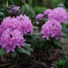 Рододендрон (Rhododendron) крупноцветковый 'Roseum Elegans' 30-40 С5 ПЧ/24