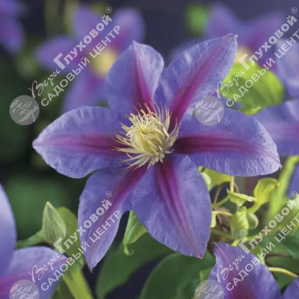 Клематис "Барбара Джекман" на фото