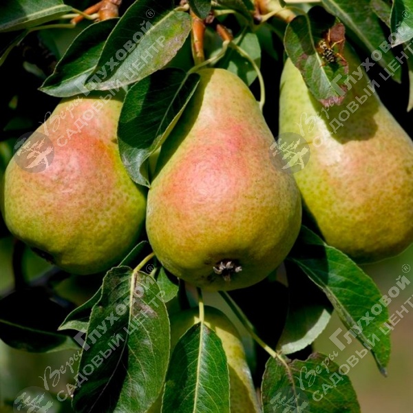 Груша "Кафедральная" на фото