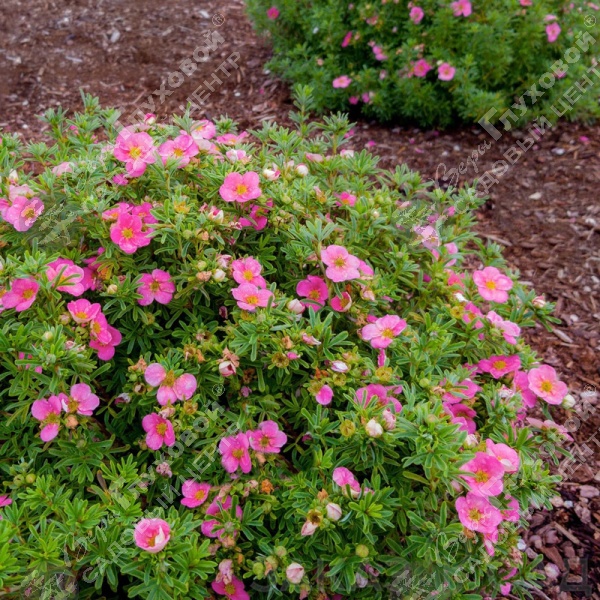 Лапчатка кустарниковая "Белла Роза" на фото