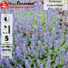Котовник полусидячий (Nepeta subsessilis) Блю Дримс С2-3 РАх/22