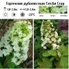 Гортензия дуболистная (Hydrangea quercifolia) Гэтсби Стар 30/+ С3 БдН/26