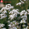 Гипсофила метельчатая (Gypsophila panikulata) Вайт Фестиваль С3 ГлХ/24